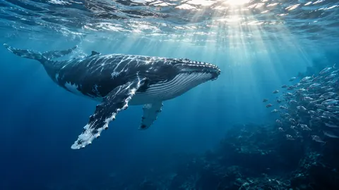 Humpback whale beneath a luminous sea surface – fine-art wildlife photography Frame TV art