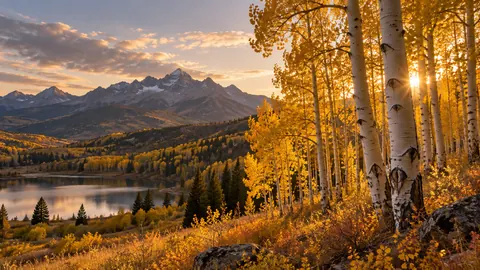 Aspen grove in autumn sunlight – fine-art natural photography Frame TV art