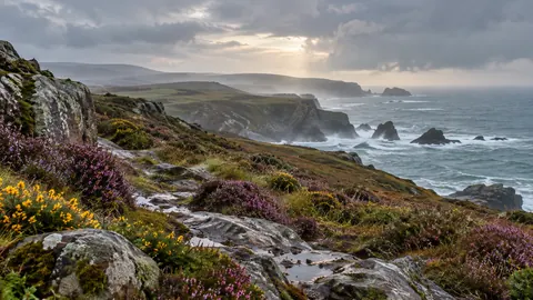 Wild coastal heath after rain – fine-art natural photography Frame TV art