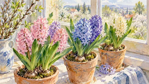 Easter hyacinths in clay pots on a windowsill – botanical watercolor Frame TV art